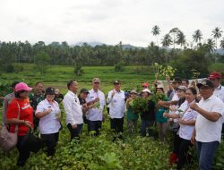 Bupati FDW Panen Nilam Bersama Pemdes Dan Masyarakat Poopo Utara